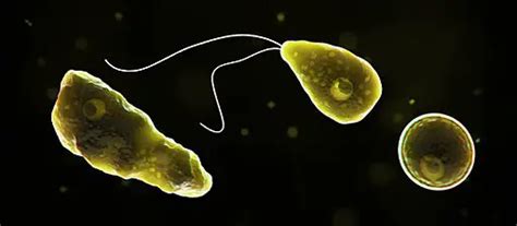 Naegleria Fowleri Amoeba -Characteristics/Symptoms/Treatment/Infection