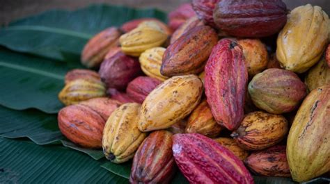 Chocolate de origem conheça a produção de cacau do sul da Bahia