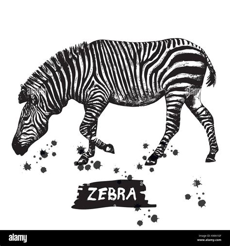 Hand Drawn Sketch Of Zebra Vector Illustration Isolated On White