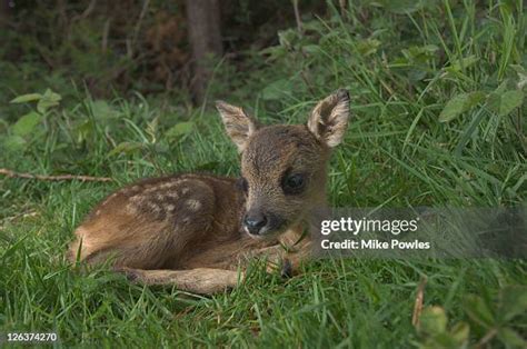 Little Fawn Photos And Premium High Res Pictures Getty Images