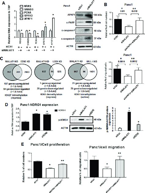 Malat Regulated Genes And Interactions Between Malat And Ezh On