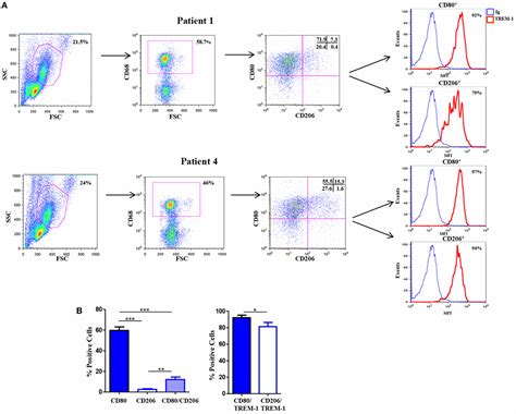 Frontiers Regulation Of Human Macrophage M1m2 Polarization Balance