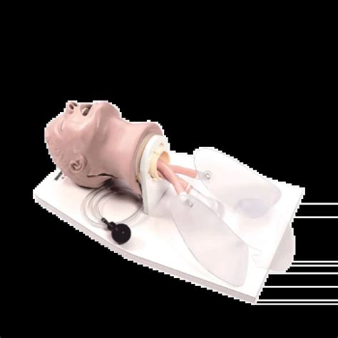 Life Form Airway Management Trainer With Stand Medisecur Medisecur