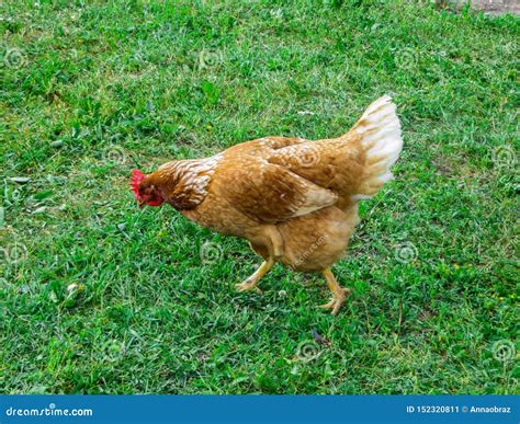 Live Chicken Stock Photos Download 6794 Royalty Free Photos