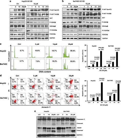 Dc Inhibited Phosphorylation Of Akt Substrates And Induced