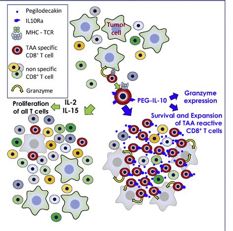 Figure 2 From Immune Regulation And Cytotoxic T Cell Activation Of Il