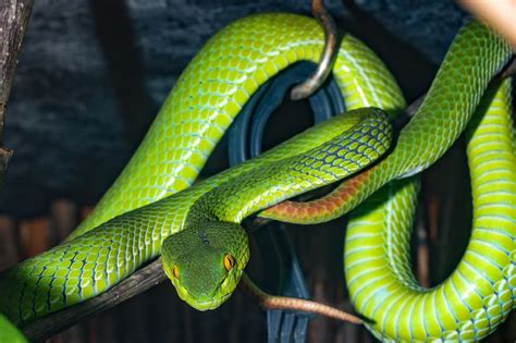 Qual a diferença entre cobra e serpente Entenda já Blog da Cobasi