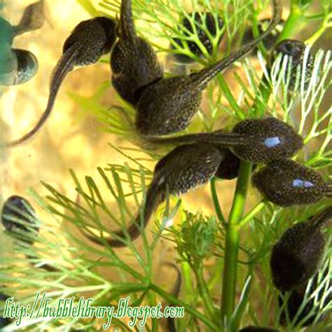 B u B b L e L i B R A R Y: When does a tadpole become a frog?