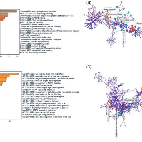 Functional Enrichment Analysis By Metascape A Bar Chart Of Enriched