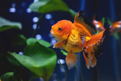 Goldfish With Bump On The Head Explained FishTrivia