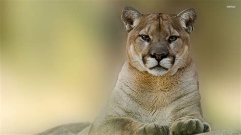 Cougar Wallpapers - Top Free Cougar Backgrounds - WallpaperAccess