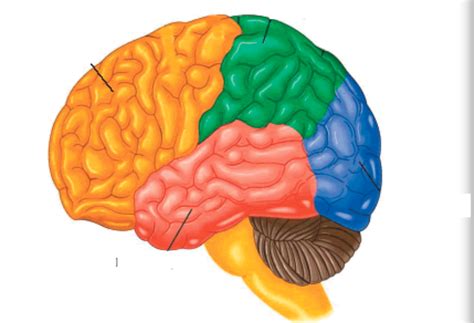 Les Lobes Du Cerveau Diagram Quizlet