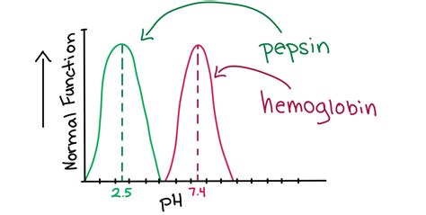 Latest Regulation: Blood Ph Regulation Homeostasis