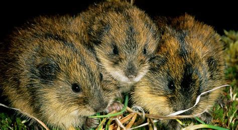 Лемминг. Разновидности и образ жизни. Фото и описание леммингов