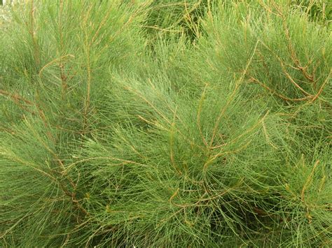 Drooping She Oak Allocasuarina Verticillata Picturethis