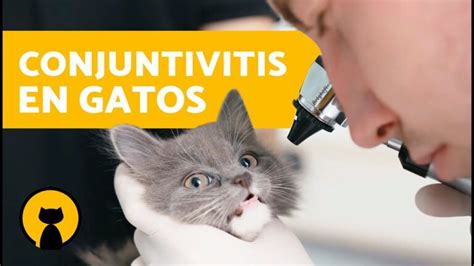 Todo Sobre La Conjuntivitis En Gatos Actualizado Mayo 2025