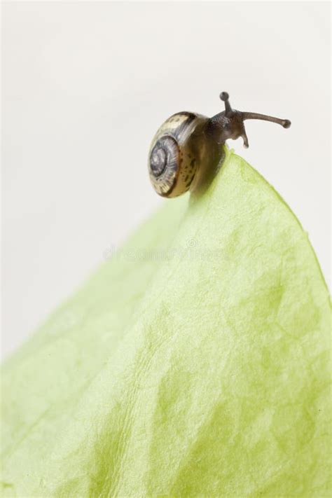 Caracol Que Come Uma Folha Da Alface Foto De Stock Imagem De Planta