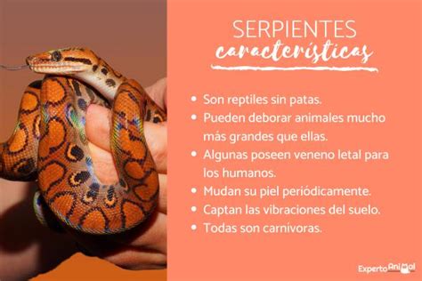 Caracter Sticas De Las Serpientes H Bitat Alimentaci N Y Curiosidades