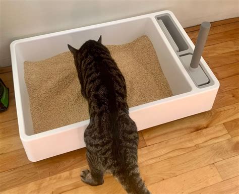 World’s Best Cat Litter In Depth Review 2024 Tuft Paw