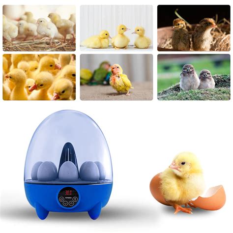 Coollooc Chicken Incubators For Hatching Eggs Egg Incubator With