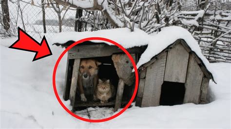 La Padrona Di Casa Ha Buttato Fuori Il Gatto Incinta Al Freddo Guarda