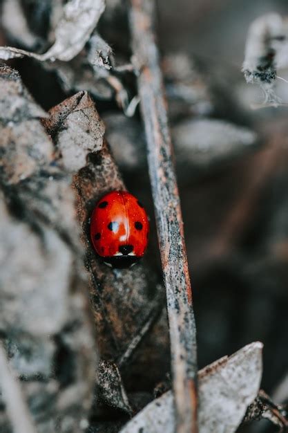 Images De Coccinelle Rouge T L Chargement Gratuit Sur Freepik