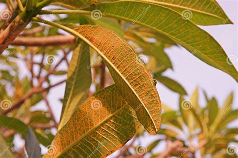 Plant Disease Plumeria Leaves Disease Stock Photo Image Of Texture