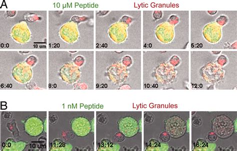 Cytotoxic T Lymphocytes Kill Multiple Targets Simultaneously Via