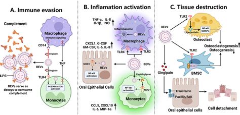 Role Of Extracellular Vesicles EVs And Bacterial Extracellular