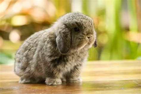 Reasons You Should Get A Holland Lop Rabbit As A Pet Rabbit Informer