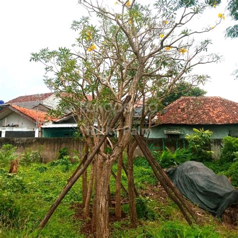 Jual Pohon Tabebuya Besar Jual Tanaman Pelindung Tebing Hias Kota