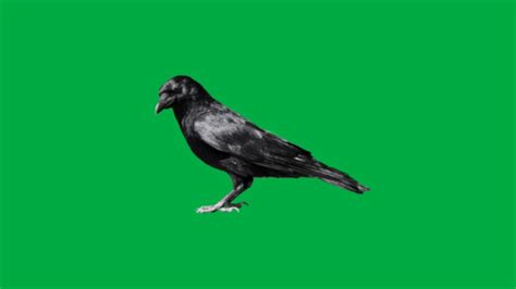 Crow Images Green Screen 8 Youtube
