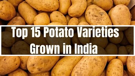 Top 15 Potato Varieties Grown In India Potato Types In India Best