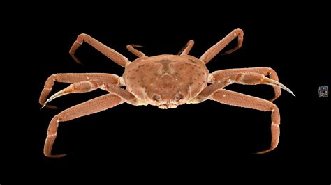 ズワイガニ ♂ Snow Crab Chionoecetes Opilio Download Free 3d Model By