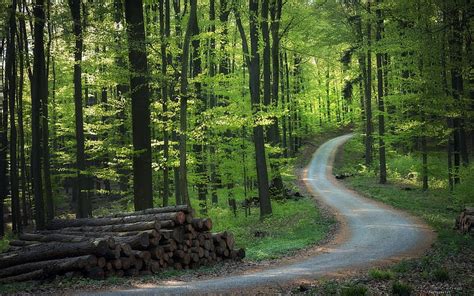 Forest Road Forest Trees Road Woods Hd Wallpaper Peakpx