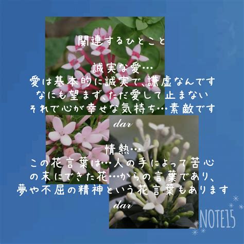 今日の花たち1010 花言葉と 関連するひとこと ブバルディア 誠実な愛･交流･親交･情熱 ｜だー