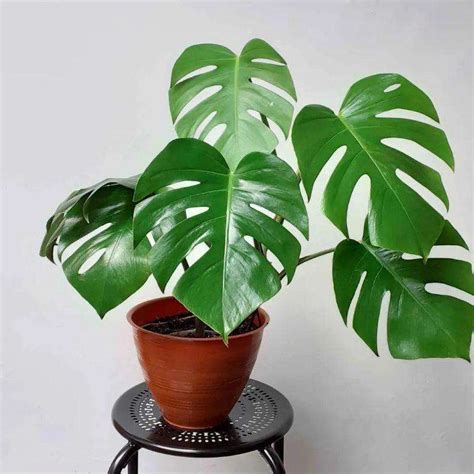 Jual Tanaman Hias Monstera Deliciosa Monstera Deliciosa King Di