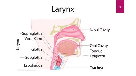 Laryngeal Trauma Ppt