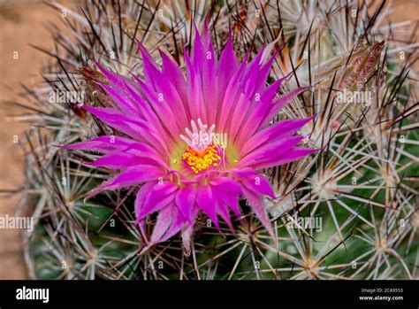Mammillaria Vivipara Hi Res Stock Photography And Images Alamy