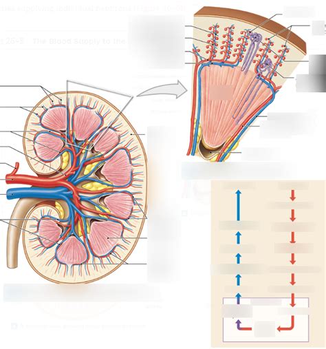 Kidney Blood Flow Diagram At Lorena Mullens Blog