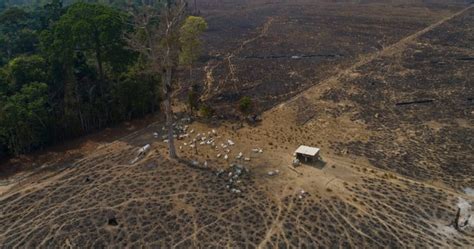 Countries Pledge To End Deforestation By Environment