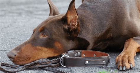 Doberman Protection Dogs | Doberman Family Protection Dogs | Prestige K9