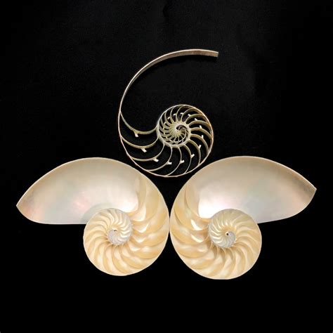 Chinese Nautilus Skins