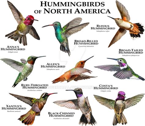 Hummingbirds of North America by rogerdhall on DeviantArt