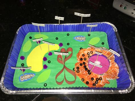 3d Model Of A Plant Cell Plant Cell Project Cells Project Cell Vrogue