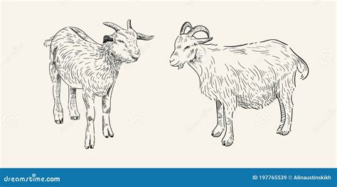 Sketches Of Two Goats Hand Drawn Stock Vector Illustration Of