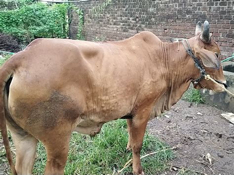 Symptoms Of Virus Seen In More Than 50 Cattle In Village Surva Of