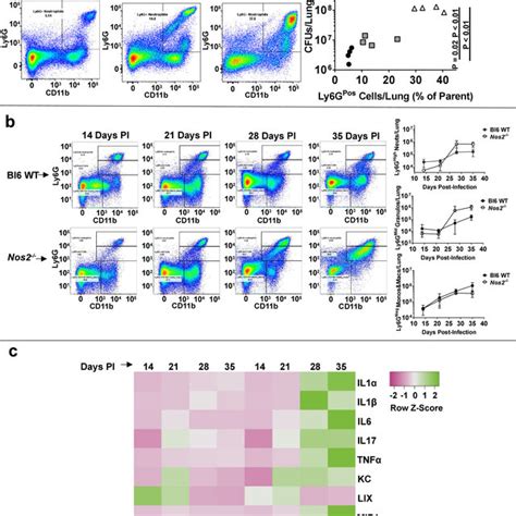 Genetic Or Antibody Mediated Depletion Of Ly G Pos Cells Decreases Mtb