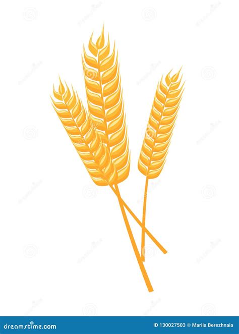 Vector Illustration Of Wheat Spikelets Isolated On White Background