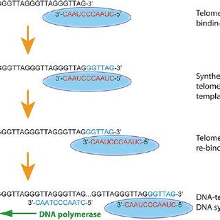 Proposed mechanism of chromosome imbalances through chromosome ... 